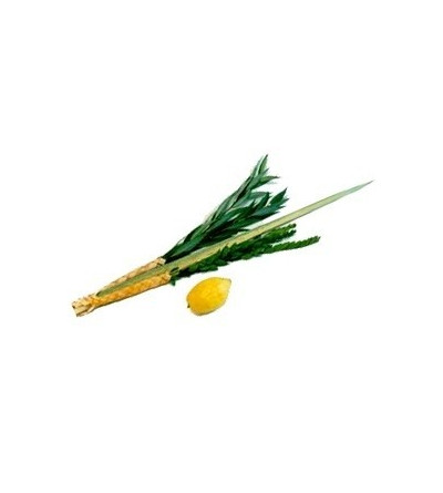 KIT LOULAV + ETROG (Qualité Alef)