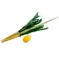 KIT LOULAV + ETROG (Qualité Alef Alef)